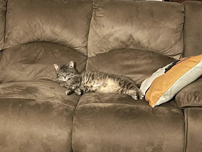 An adult medium-sized male Gray / Blue / Silver Domestic Short Hair cat named Po for adoption in Harrisburg, PA