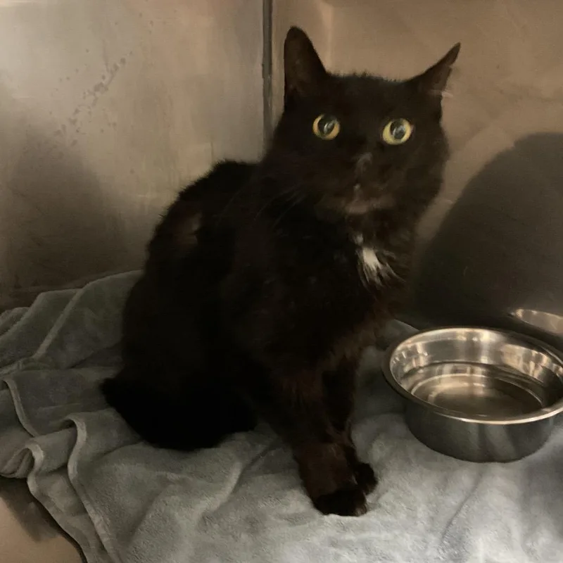 A senior large-sized male Black Domestic Short Hair cat named Zeus for adoption in Monroe, LA