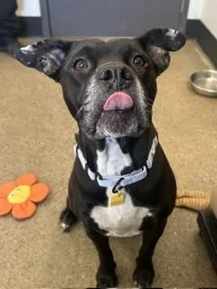 An adult medium-sized female Black Pit Bull Terrier dog named Wendy for adoption in Cleveland, OH