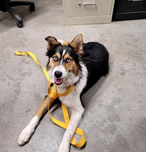A baby small-sized female Tricolor (Brown, Black, & White) Australian Shepherd dog named Kendra for adoption in Boulder, CO