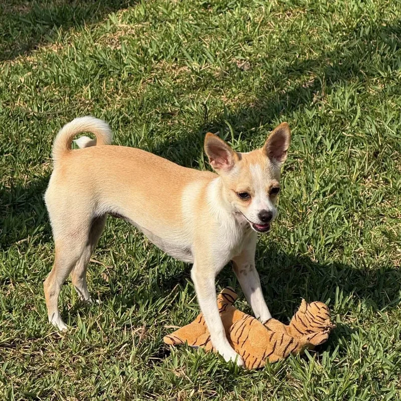A baby small-sized female Golden Chihuahua dog named Trixie for adoption in Palm Bay, FL