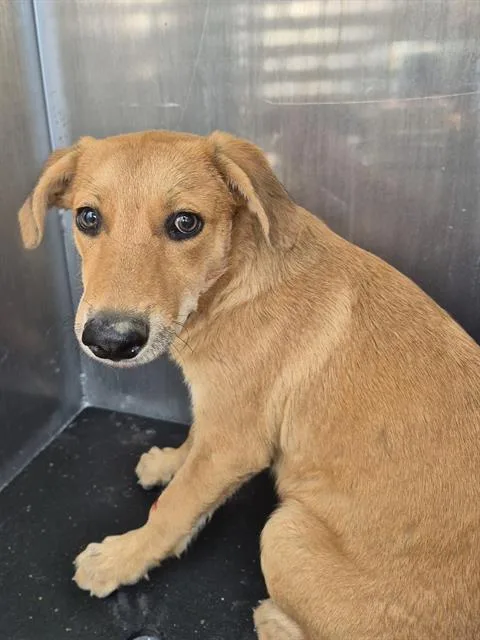 A baby medium-sized female Labrador Retriever dog named Frejya for adoption in San Antonio, TX