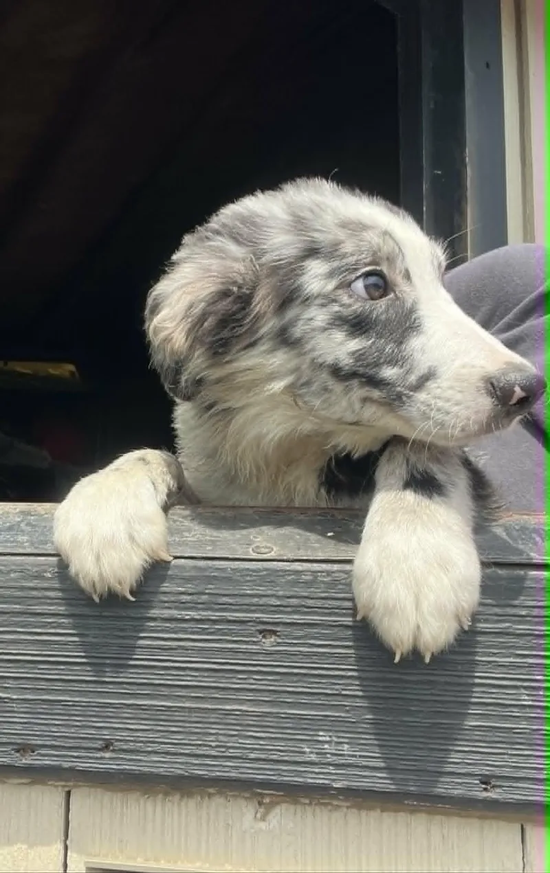 A baby medium-sized male Border Collie dog named Eggroll for adoption in Havertown, PA