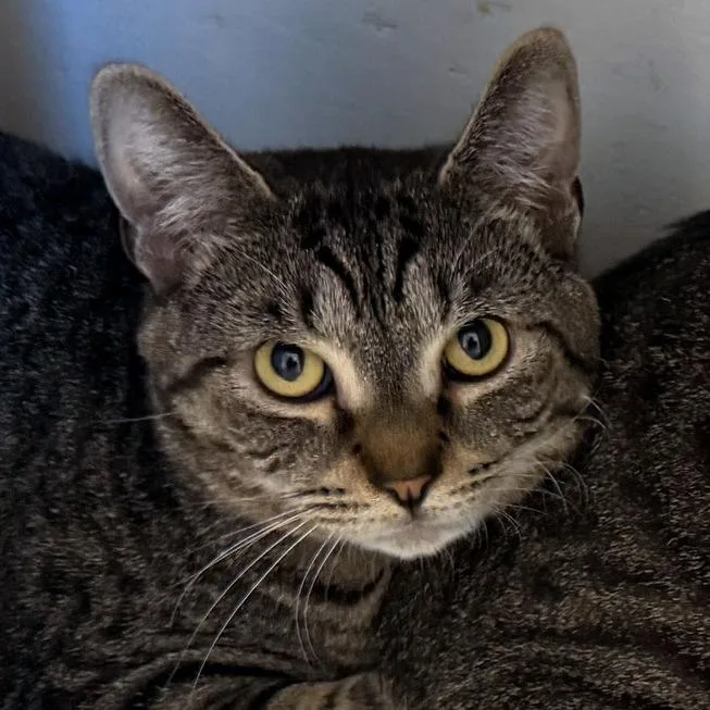 An adult medium-sized female Brown / Chocolate Domestic Short Hair cat named Angela for adoption in Kennebunk, ME