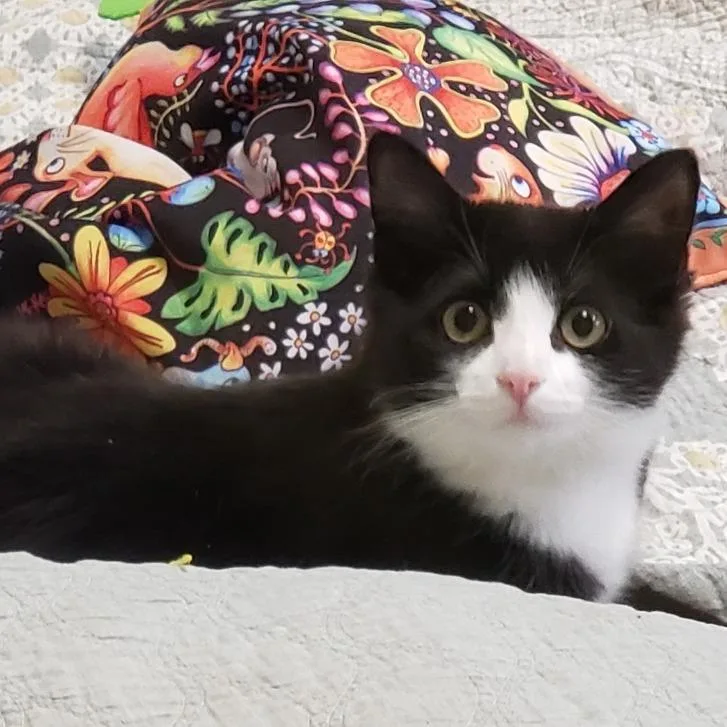 A young medium-sized female Black Domestic Long Hair cat named Snackable for adoption in Bedford, NH