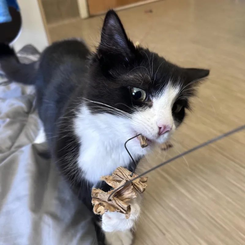 Snackable thumbnail 5