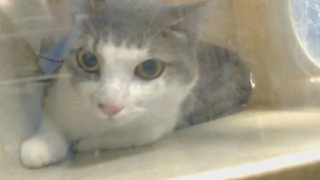 An adult medium-sized female Domestic Short Hair cat named Snowball for adoption in Gardena, CA