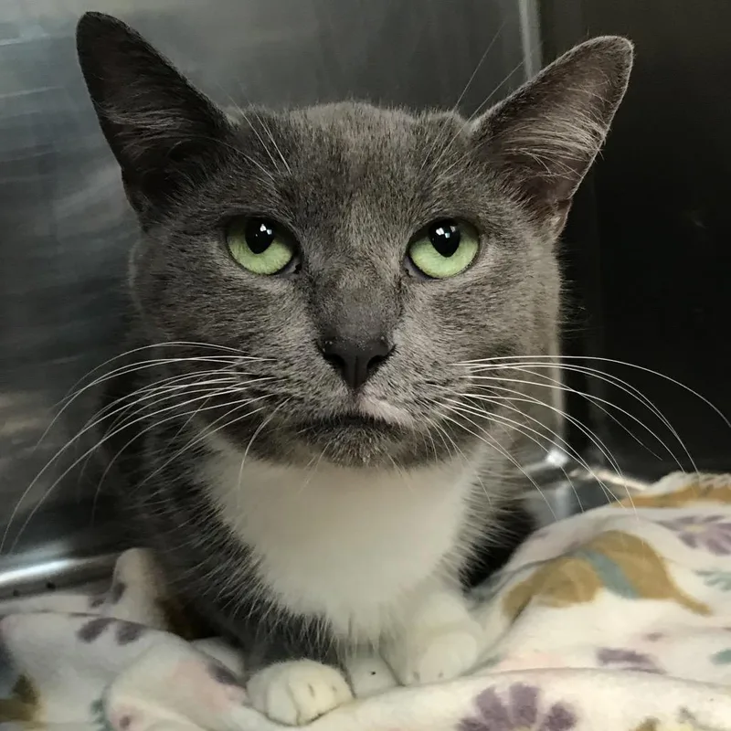 A young medium-sized male Gray / Blue / Silver Domestic Short Hair cat named Finch for adoption in Newark, NJ