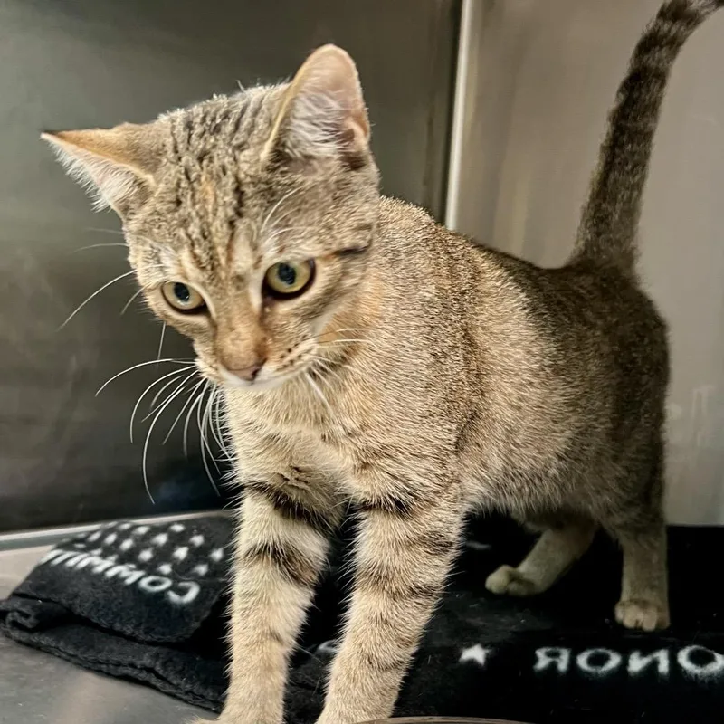 A young medium-sized female Domestic Short Hair cat named Rebecca for adoption in Cumming, GA
