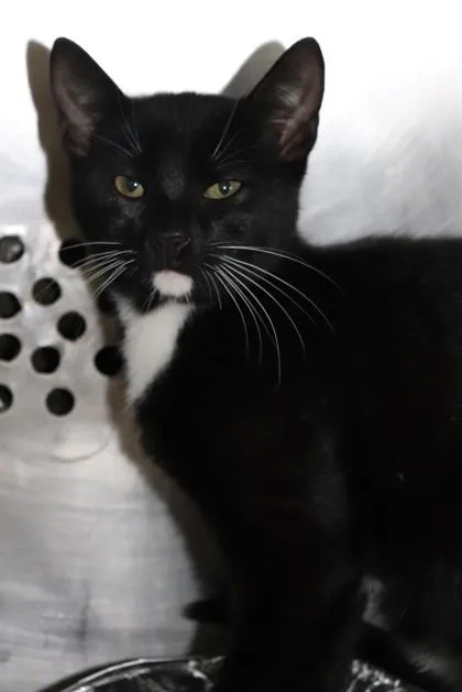 A baby small-sized male Domestic Short Hair cat named Mavis for adoption in New Orleans, LA