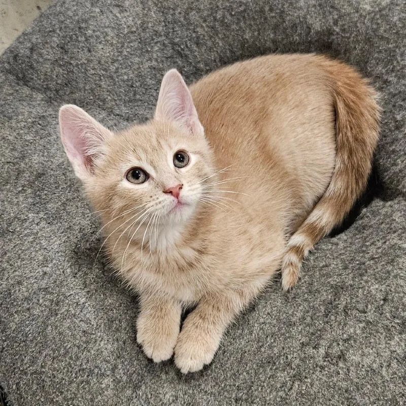 A baby small-sized male Buff / Tan / Fawn Domestic Short Hair cat named President Snow for adoption in Newark, DE