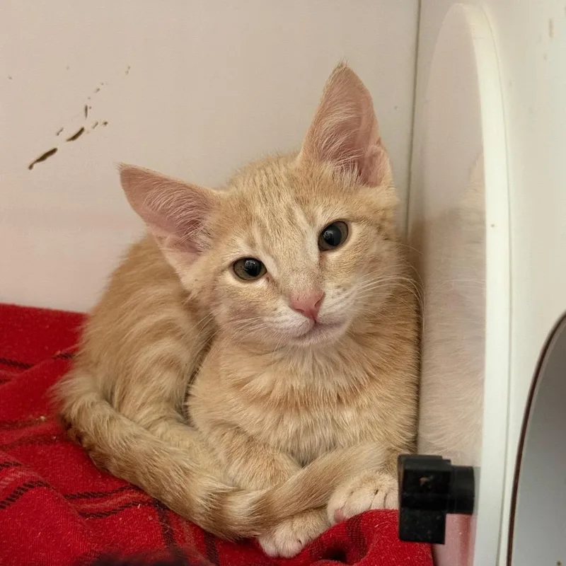 A baby small-sized male Orange / Red Domestic Short Hair cat named Persian for adoption in Salt Lake City, UT