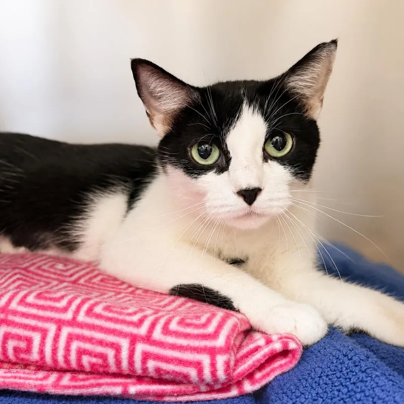 An adult small-sized female Black Domestic Short Hair cat named Azula for adoption in Hopkinton, MA