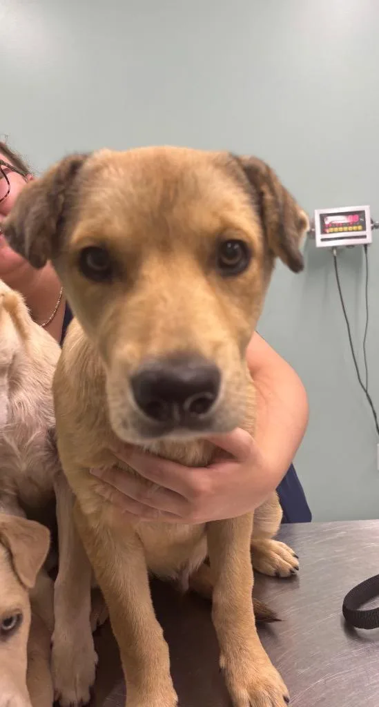 A young large-sized male Terrier dog named Muttley for adoption in Athens, TN