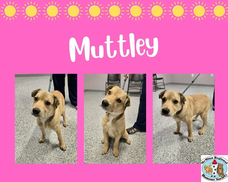 Muttley thumbnail 2