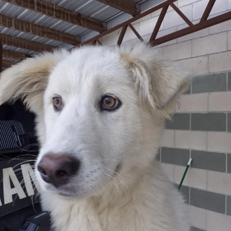 A young medium-sized female White / Cream Great Pyrenees dog named Kaylee for adoption in Montgomery, AL