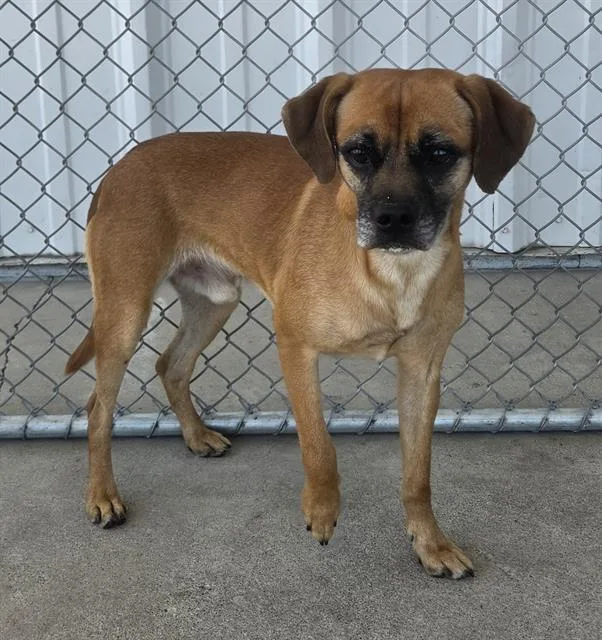 An adult small-sized male Chihuahua dog named Thompson for adoption in Bakersfield, CA