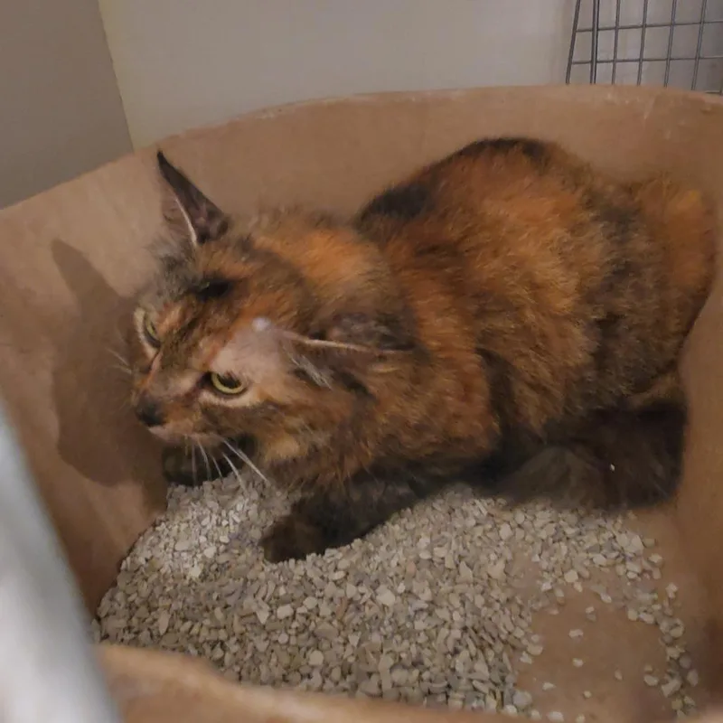 An adult medium-sized female Tortoiseshell Domestic Short Hair cat named Tessie for adoption in Port Charlotte, FL
