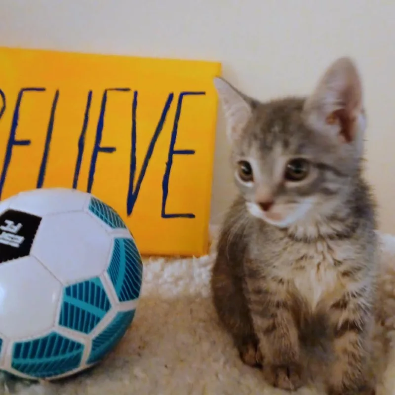 A baby small-sized female Gray / Blue / Silver Domestic Short Hair cat named Ted Lasso Family: Keeley for adoption in Washington, DC
