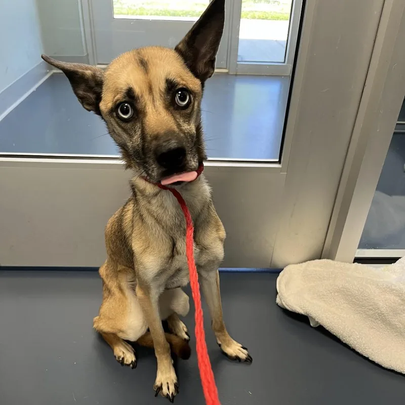 An adult medium-sized female Yellow / Tan / Blond / Fawn Mixed Breed dog named Peach for adoption in Chapel Hill, NC