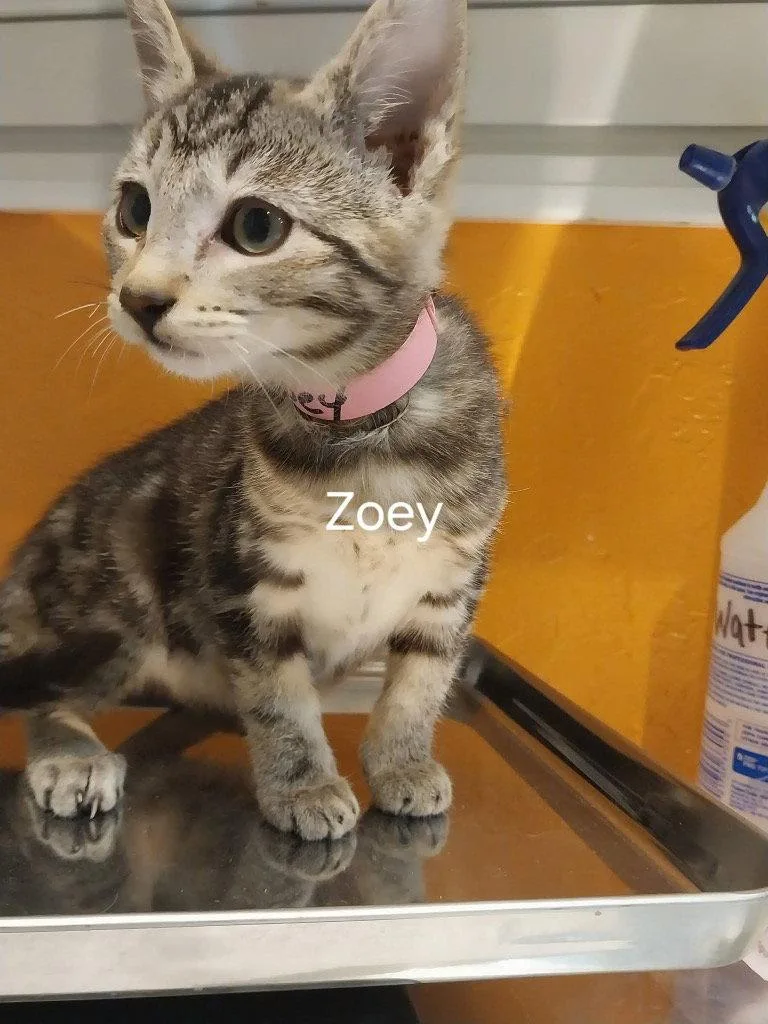 A baby small-sized female Domestic Medium Hair cat named Zoey for adoption in Saint George, UT