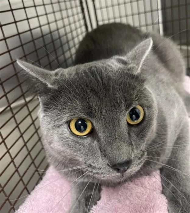Meeko