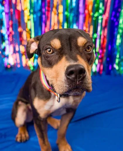 A young medium-sized female Pit Bull Terrier dog named Falen for adoption in Seattle, WA