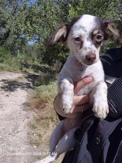 A young small-sized female Chihuahua dog named Batchyu for adoption in San Antonio, TX