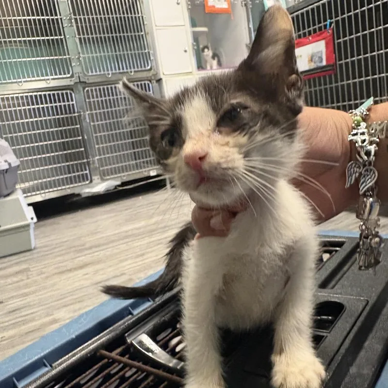 A baby small-sized male Domestic Short Hair cat named Everest for adoption in Lake Jackson, TX