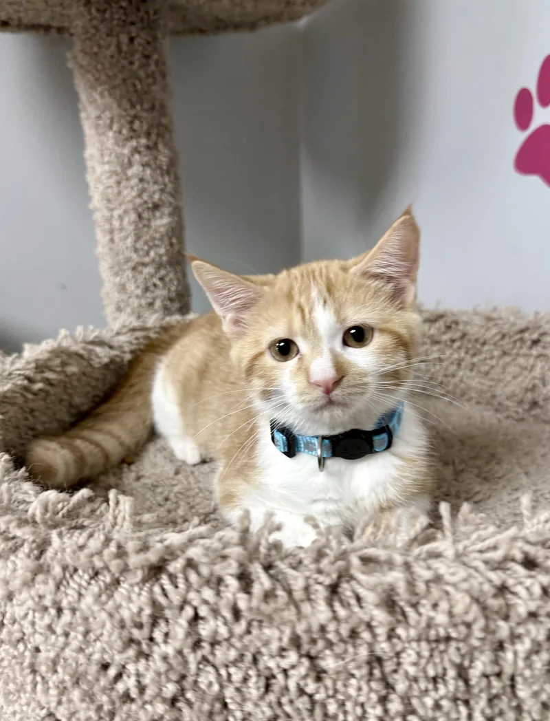 A young small-sized male Domestic Short Hair cat named Sunny for adoption in Momence, IL