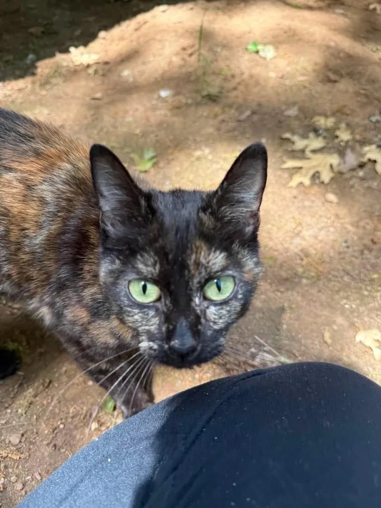A young small-sized female Domestic Short Hair cat named Keilani for adoption in Brookings, OR