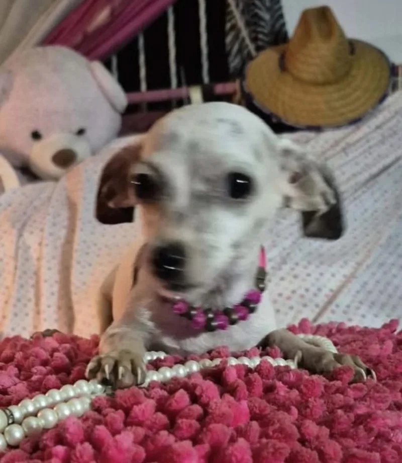 A baby small-sized female White / Cream Chihuahua dog named Blanche for adoption in New York, NY