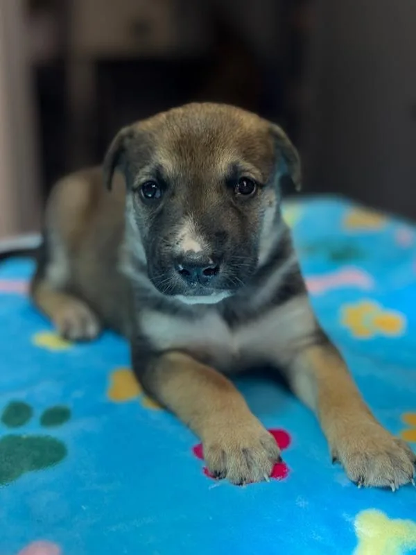 A baby small-sized male Anatolian Shepherd dog named Earl Grey for adoption in Stratham, NH