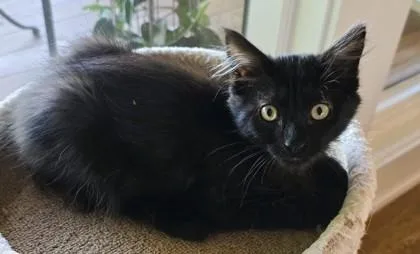 A baby small-sized male Black Domestic Medium Hair cat named Moony for adoption in Kansas City, MO