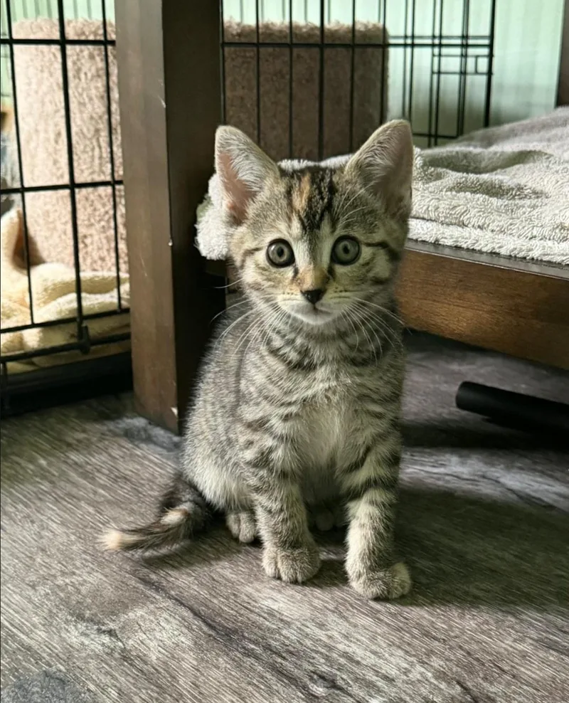 A baby medium-sized female Tabby (Brown / Chocolate) Domestic Short Hair cat named Ember for adoption in Clayton, NJ