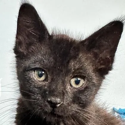 A baby small-sized male Domestic Short Hair cat named Star Test for adoption in Pleasanton, CA