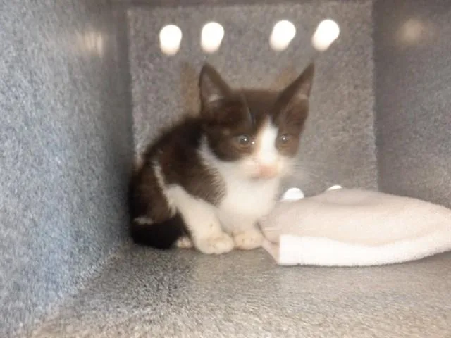 A baby small-sized female Domestic Short Hair cat named Daffodil for adoption in San Jose, CA