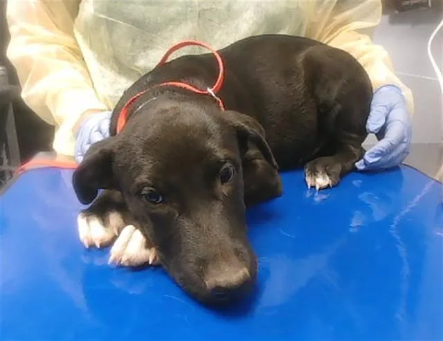 A baby large-sized female Labrador Retriever dog named Stevie for adoption in Phoenix, AZ