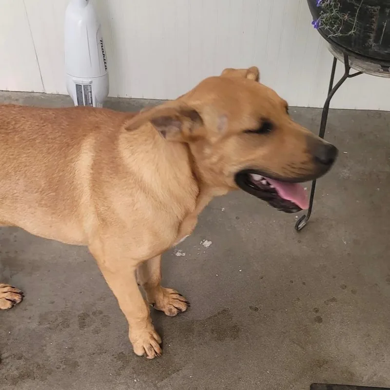 A baby medium-sized male Apricot / Beige Labrador Retriever dog named Buck for adoption in Tacoma, WA