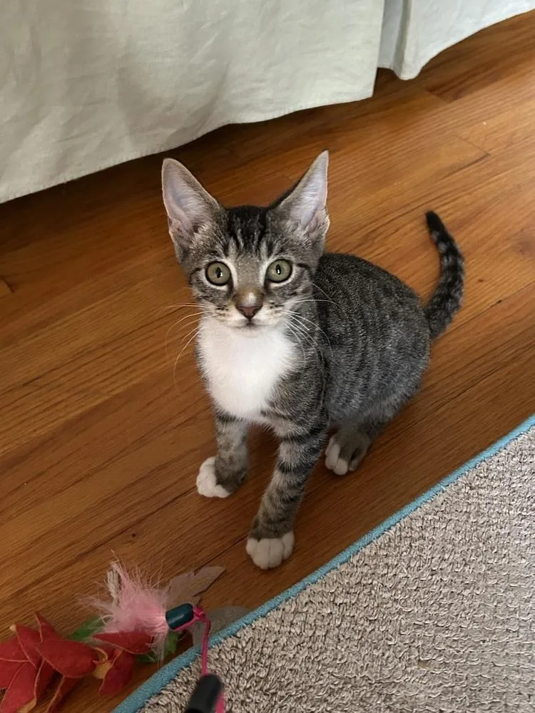 A baby small-sized female Tabby cat named Pelican for adoption in Dallas, TX
