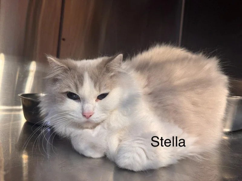 An adult small-sized female Ragdoll cat named Stella for adoption in Saint George, UT
