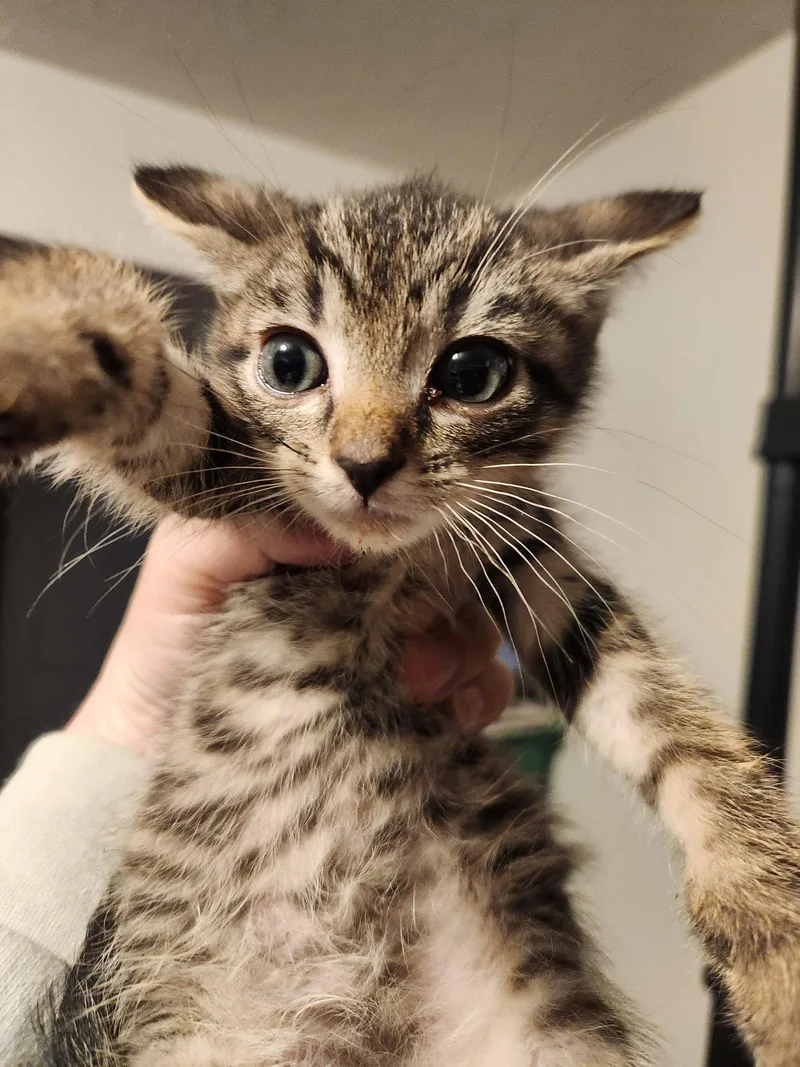 A baby medium-sized male Domestic Short Hair cat named Charlie Wonka for adoption in Forest, VA