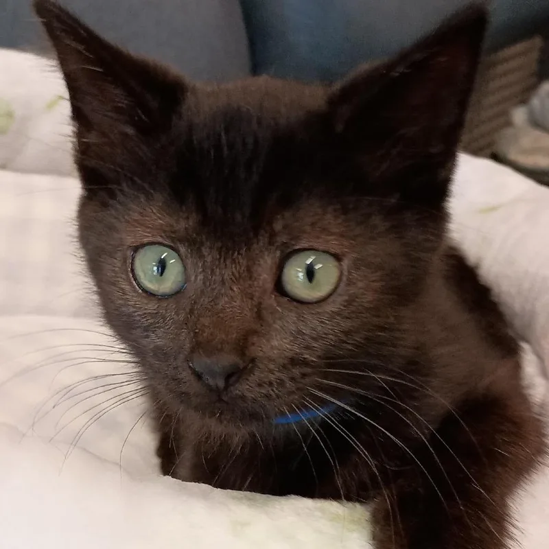 A baby small-sized male Black Domestic Short Hair cat named Puff for adoption in Delaware, OH