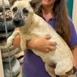 A young medium-sized male White / Cream Mixed Breed dog named Kinley for adoption in Wilmington, DE