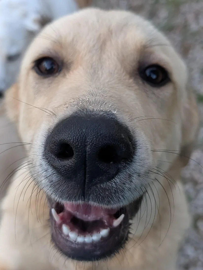 A young extra large-sized female White / Cream Anatolian Shepherd dog named Mocha for adoption in Osceola, MO