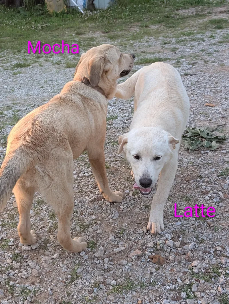 Mocha thumbnail 5