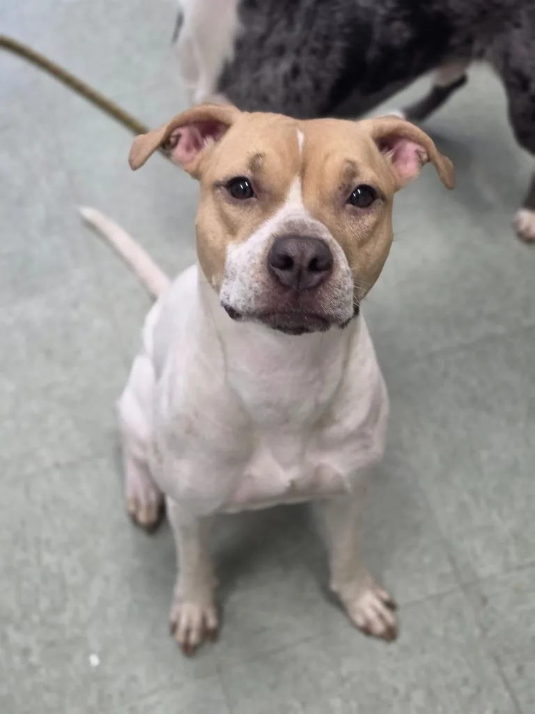 A young medium-sized female Mixed Breed dog named Bella for adoption in Danielsville, GA