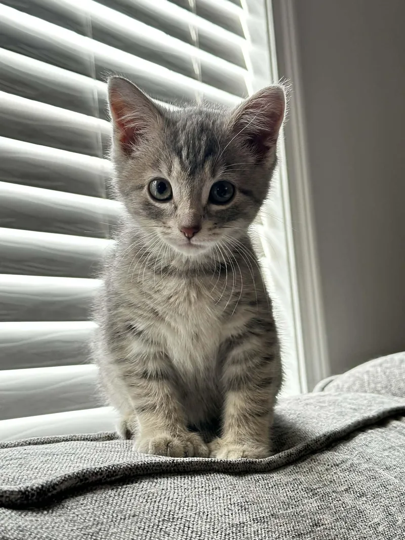 A baby small-sized female Tabby (Gray / Blue / Silver) Tabby cat named Penny for adoption in New Bedford, MA