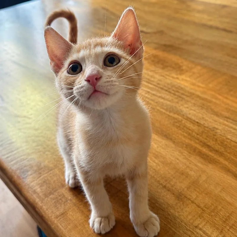 A baby small-sized male Buff / Tan / Fawn Domestic Medium Hair cat named Suede for adoption in Tustin, CA