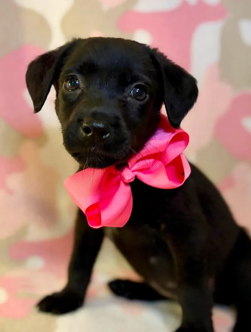 A baby medium-sized female Labrador Retriever dog named Cami for adoption in Barnhart, MO